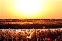 《金色芦苇荡》