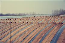 农村大棚拍摄小纪