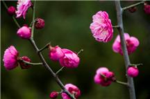 南池红梅报春早