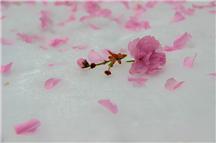 谷雨雪  樱花泪