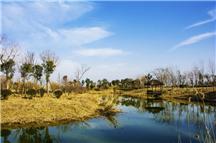 蓝天白云下湿地景观