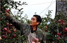 “苹果大王”焦方春