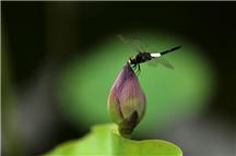 小荷才露尖尖角