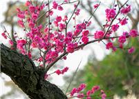 梅花香自苦寒来