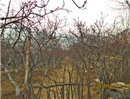 满园春色关不住