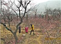 杏花香  园丁忙