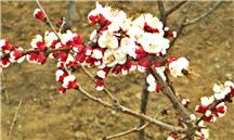 杏花吐蕊采蜜忙