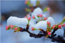 春花融雪
