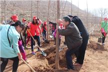 沂源植树造林绿化家园义务植树活动