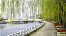 春催柳绿