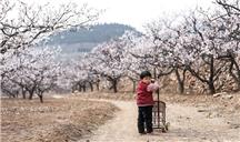 《杏花树下的孩子》