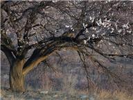 老树逢春又著花