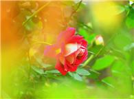 月季花