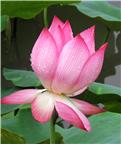 百美荷8