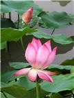 百美荷6