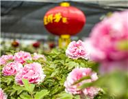 群芳争艳