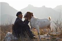 老人和羊