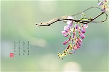 紫藤花