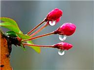 雨后花弄影