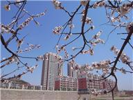 《春色满园》