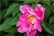 五月花神