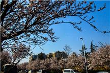 春光绮旎