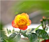 娇艳月季花