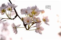 梨园之春满枝头组照共五幅