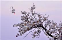 梨园之春满枝头