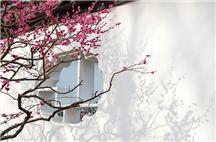 梅花疏影斜影照