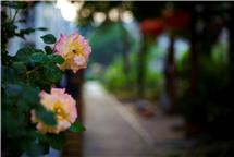 月季花开