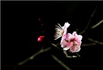 梅花开枝头