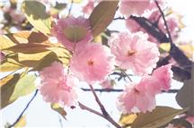 樱花季