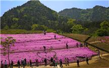 《徜徉花海》