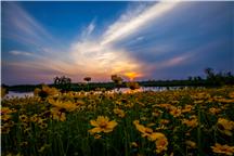 花海夕阳