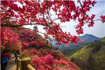 满山开满红杜鹃