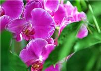 蝴蠂兰_崔兆荣摄