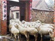 羊羊得益进农家