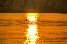 荣成爱莲湾的天鹅爱侣