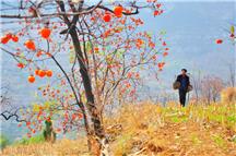 柿子红了的时候