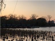 紫薇不再，明湖依俏