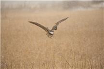 黄河口风雪大苇鳽