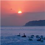 天鹅湖日出