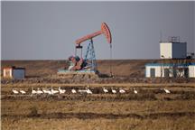 黄河口油区白鹤