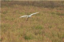 《红草地鹭影》