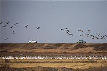 《白鹤、白头鹤迁徙来到黄河口》