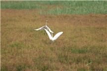 《白鹭嘻戏红草地》