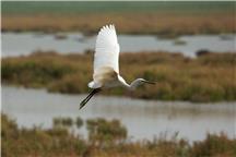 《飞过红草地》