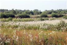 《黄河口新生地》