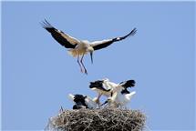 《东方白鹳育雏》